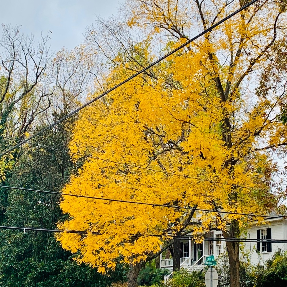 Meet your Posher, Martha